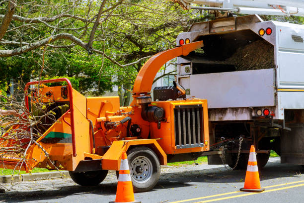 Tree Service Company in Essex, MD